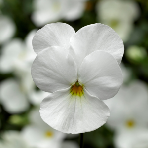 Viola White